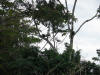 tropical hardwood with howler monkeys costa rica